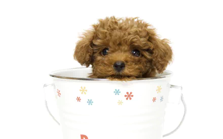 An adorable brown poodle puppy peeks out of a white tea cup with colorful flower designs on a clean white background, captured in HD for a desktop wallpaper.