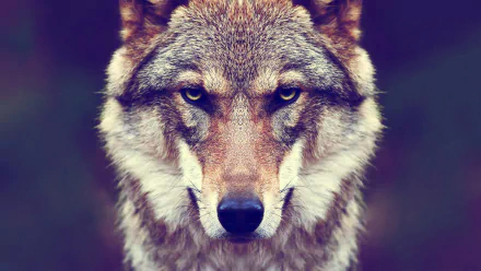 HD desktop wallpaper of a wolf with a focused stare and detailed muzzle, highlighting its intense facial expression against a blurred background.
