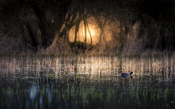 Animal Duck Birds Ducks Reflection Bird Water HD Wallpaper | Background Image