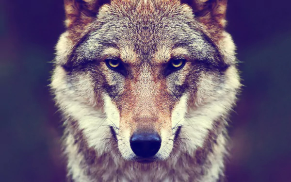 HD desktop wallpaper of a wolf with a focused stare and detailed muzzle, highlighting its intense facial expression against a blurred background.