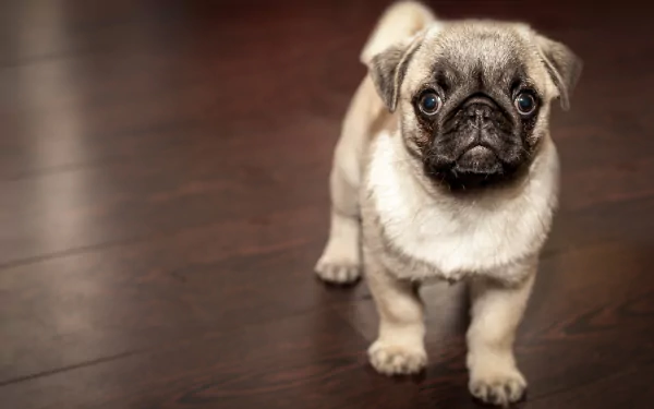 HD wallpaper of an adorable pug puppy standing on a wooden floor, showcasing its cute muzzle and expressive eyes.