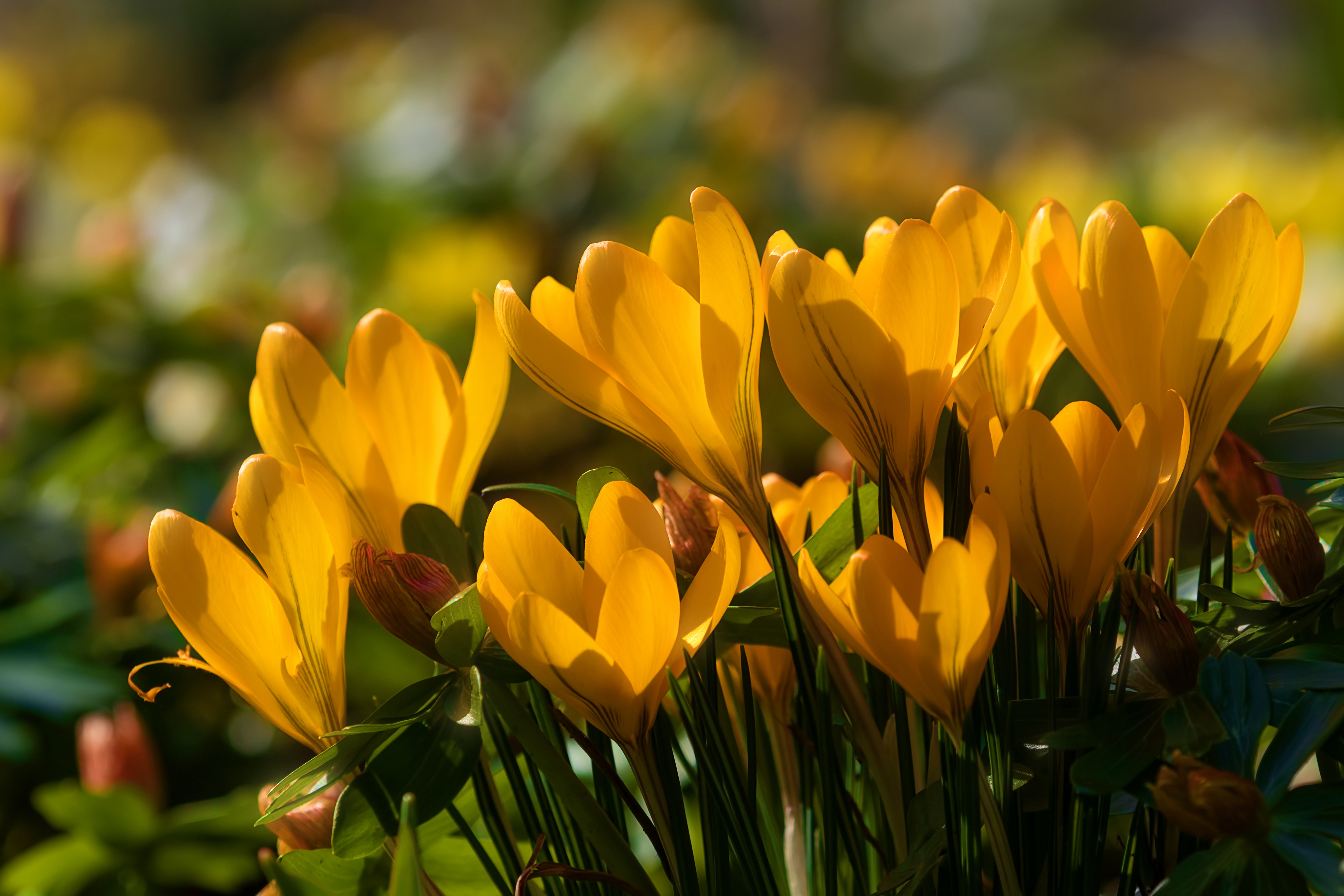 Download Bokeh Yellow Flower Close-up Flower Nature Crocus 4k Ultra HD