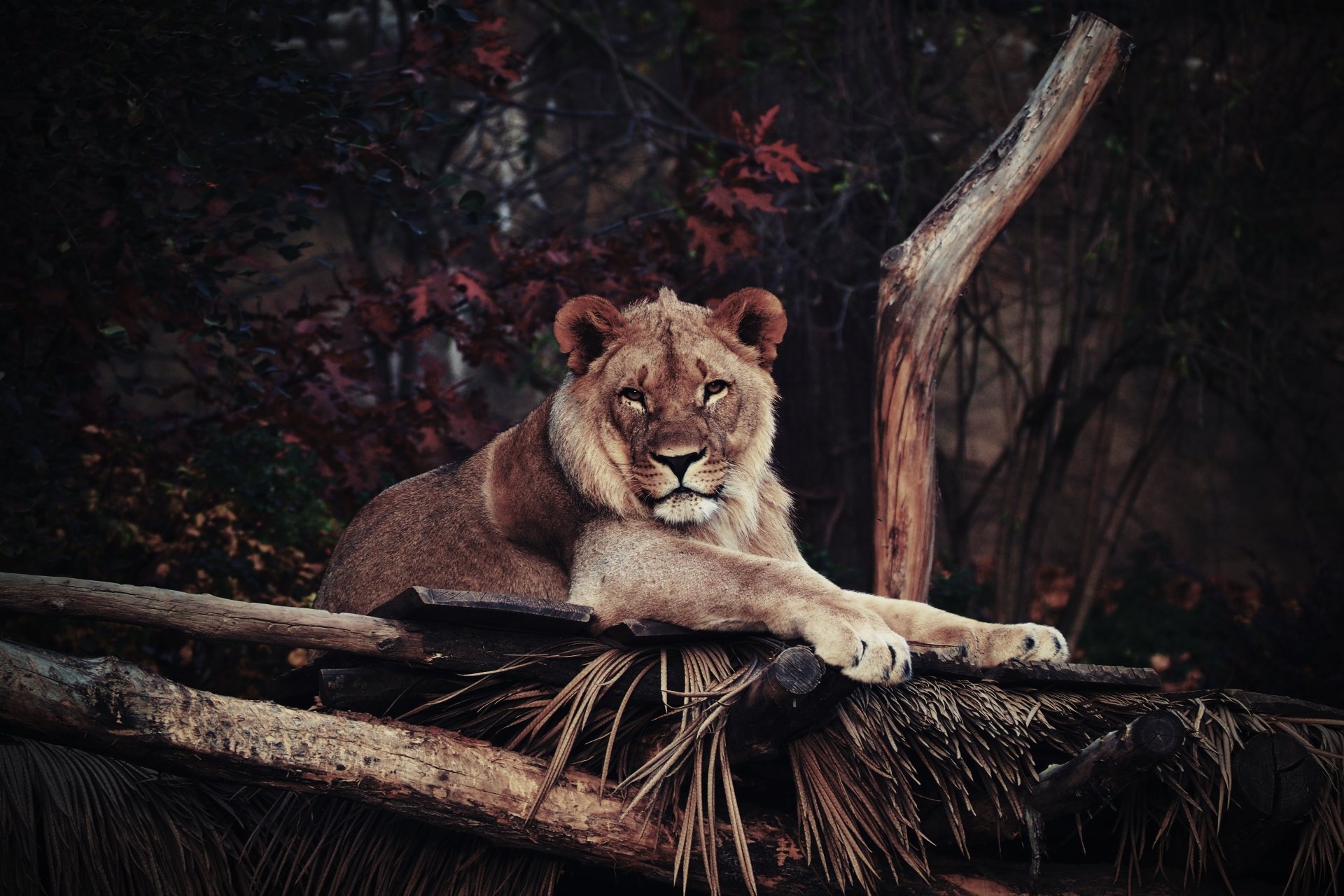 A lion lounging on a wooden platform at a zoo, staring intently. The surroundings include dry foliage and tree branches, presented as a HD wallpaper and background.