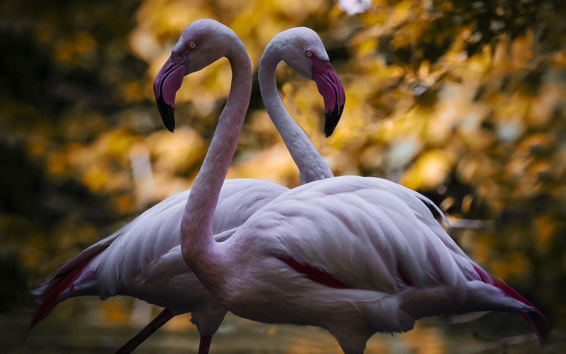 HD PC desktop wallpaper: two flamingo birds with curved beaks mirror each other, pale pink bodies against blurred golden foliage — striking animal portrait background.