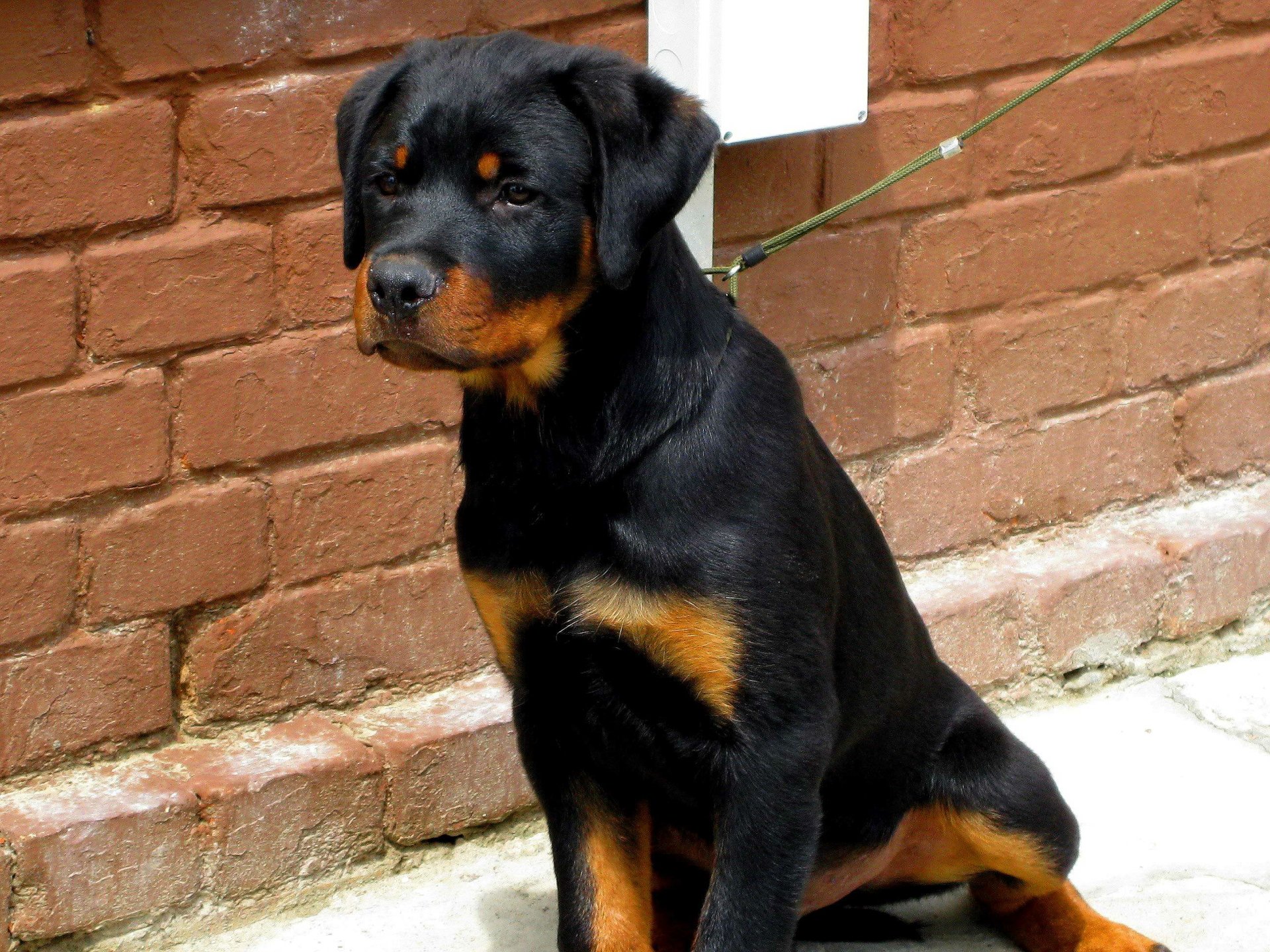 HD Rottweiler Puppy Wallpaper