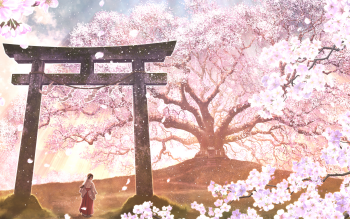 322 Cherry Blossom Hd Wallpapers Background Images Wallpaper Abyss