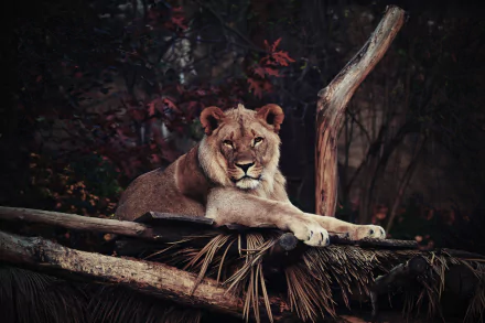 A lion lounging on a wooden platform at a zoo, staring intently. The surroundings include dry foliage and tree branches, presented as a HD wallpaper and background.