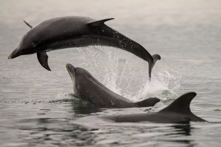 splash Animal dolphin HD Desktop Wallpaper | Background Image