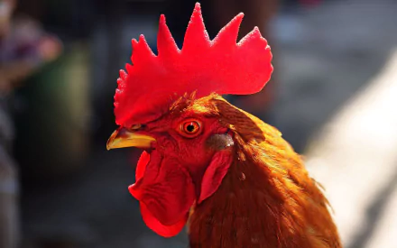 Animal rooster HD Desktop Wallpaper | Background Image