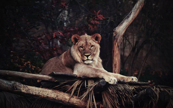 A lion lounging on a wooden platform at a zoo, staring intently. The surroundings include dry foliage and tree branches, presented as a HD wallpaper and background.