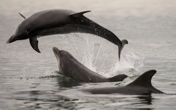 splash Animal dolphin HD Desktop Wallpaper | Background Image