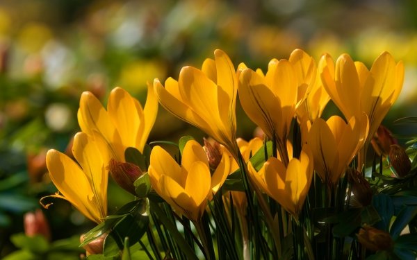 Earth Crocus Flowers Flower Close-Up Yellow Flower Bokeh HD Wallpaper | Background Image