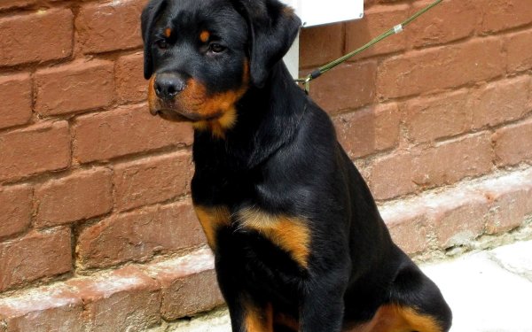 Animal Rottweiler Dogs Dog Puppy Baby Animal HD Wallpaper | Background Image