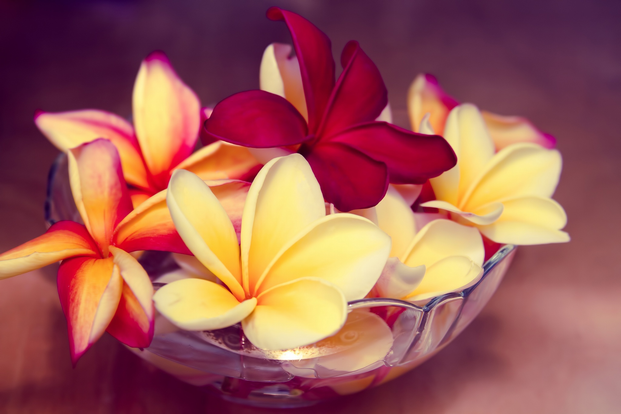 Plumeria