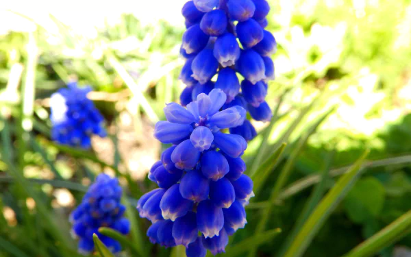  blue flower