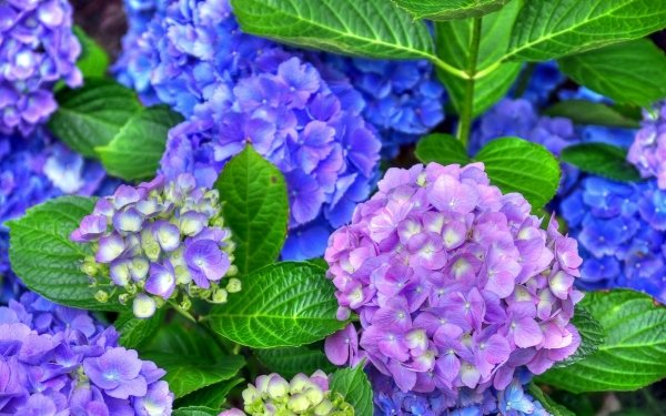 Purple and Blue Hydrangeas HD Wallpaper | Background Image | 3026x2021