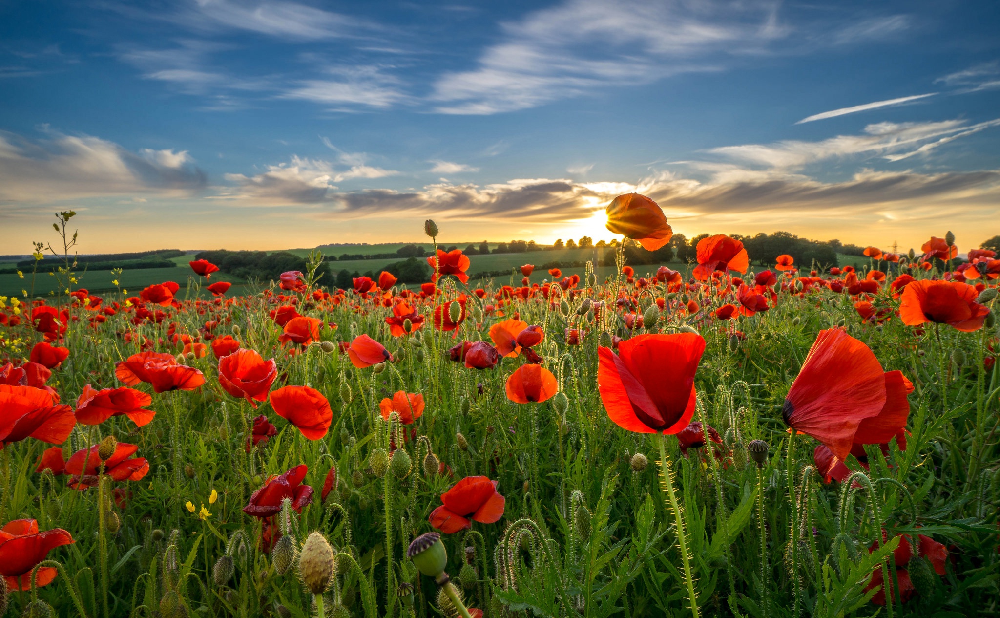 Download Field Summer Nature Red Flower Flower Poppy HD Wallpaper