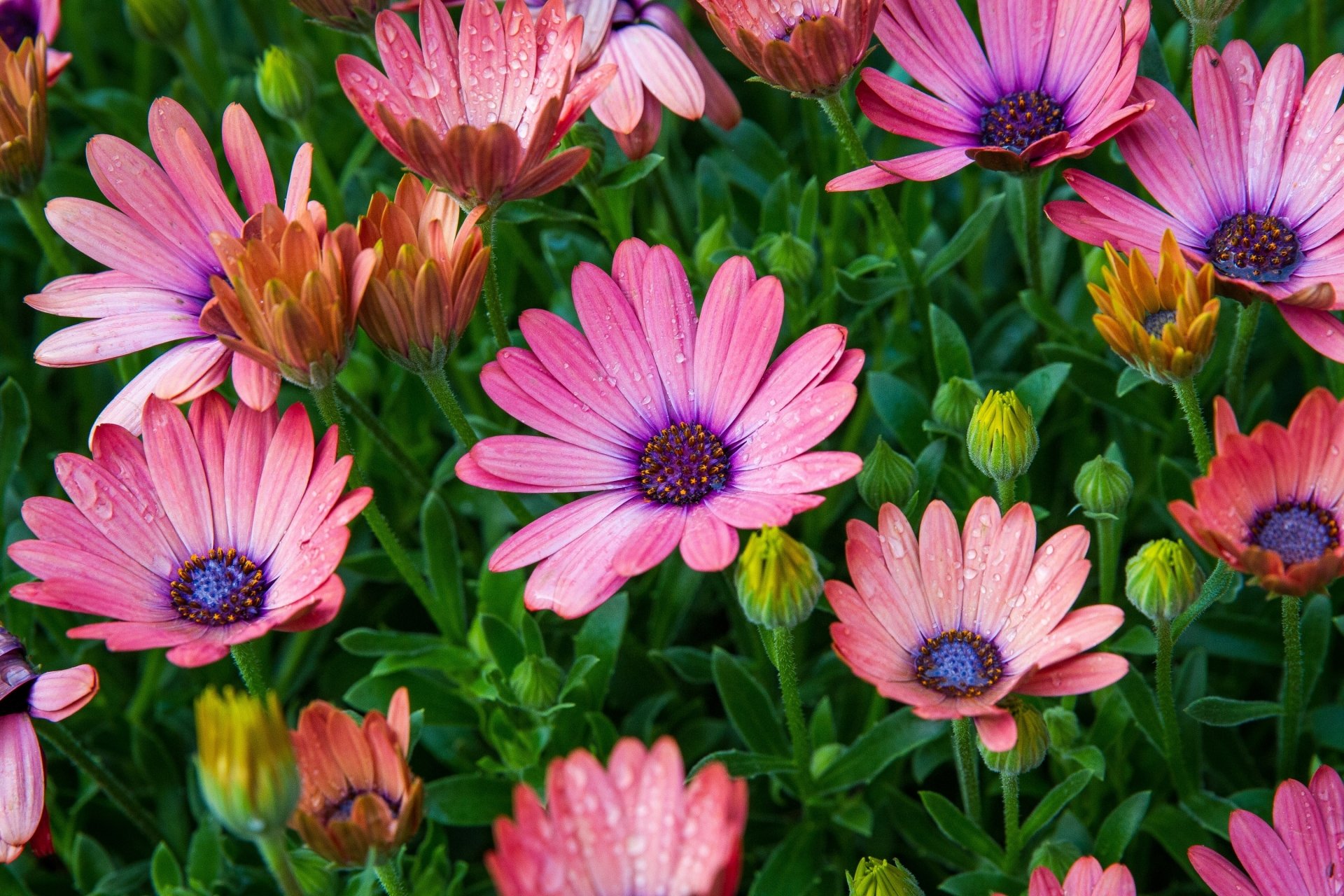 Download Pink Flower Nature Flower Daisy HD Wallpaper