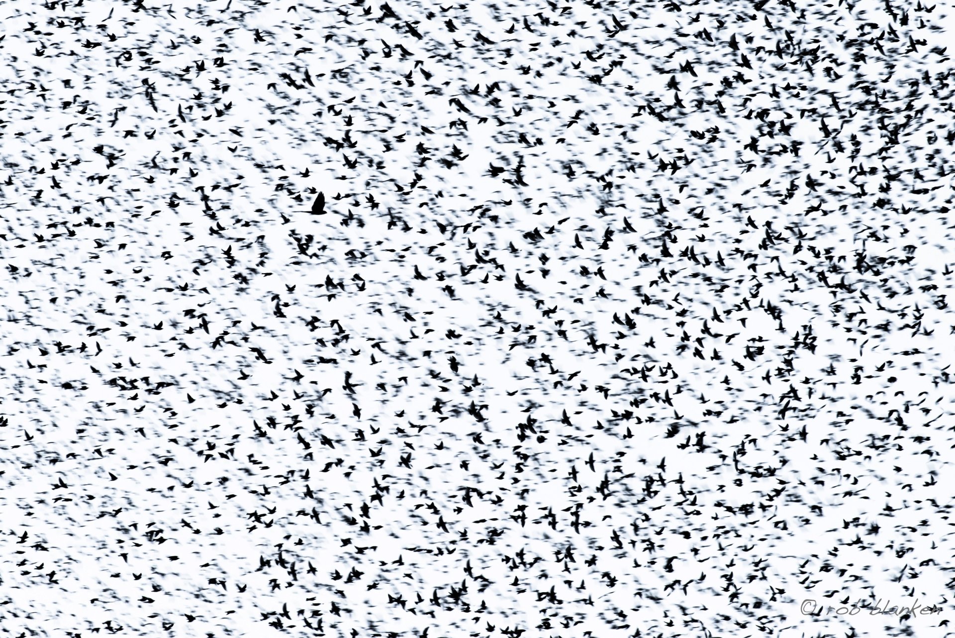 HD desktop wallpaper showing a dense flock of birds in flight against a bright sky, capturing dynamic movement of animals in nature.