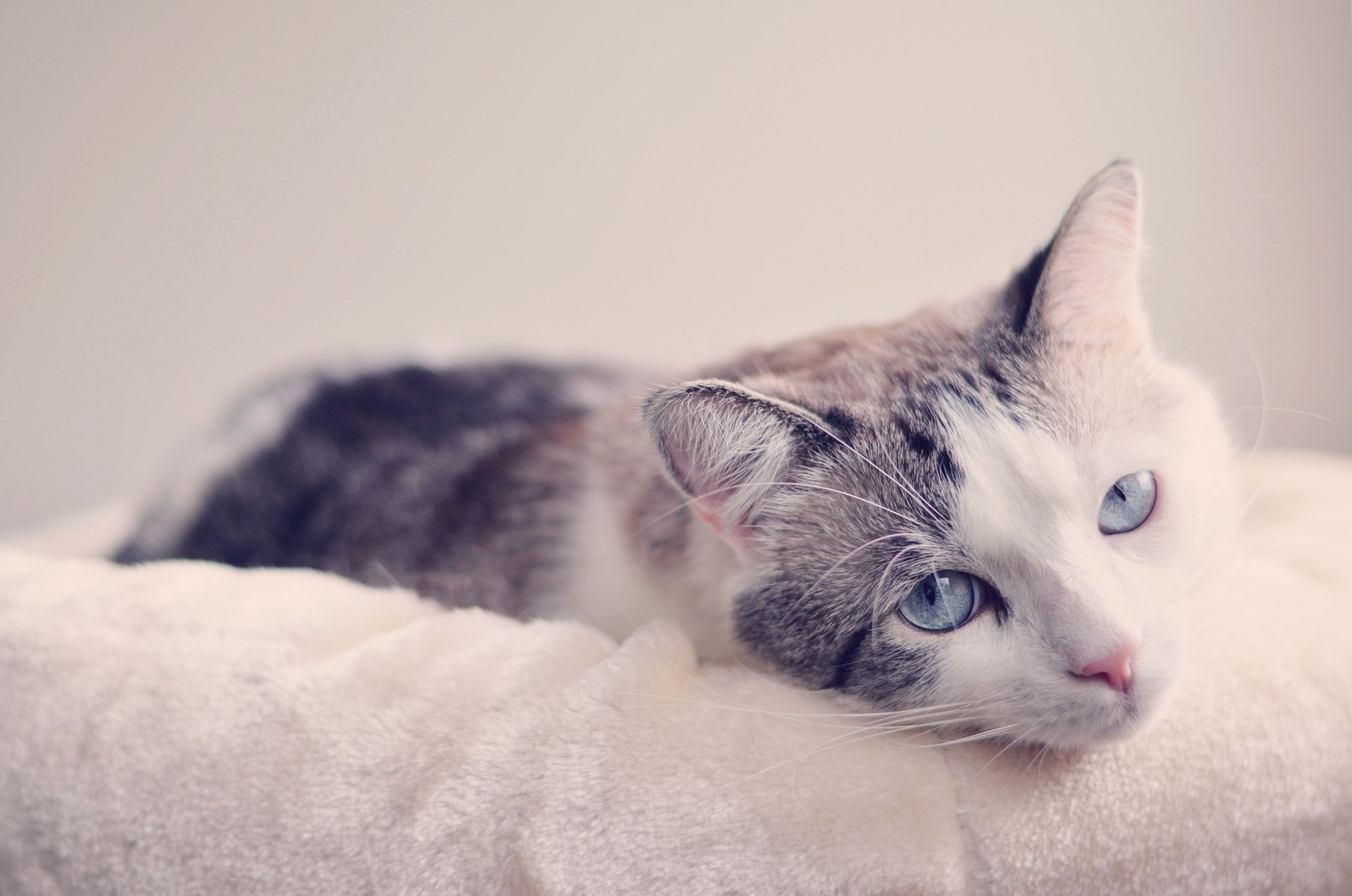 Download Blue Eyes Animal Cat HD Wallpaper | 3600x2385 | Wallpaper Abyss