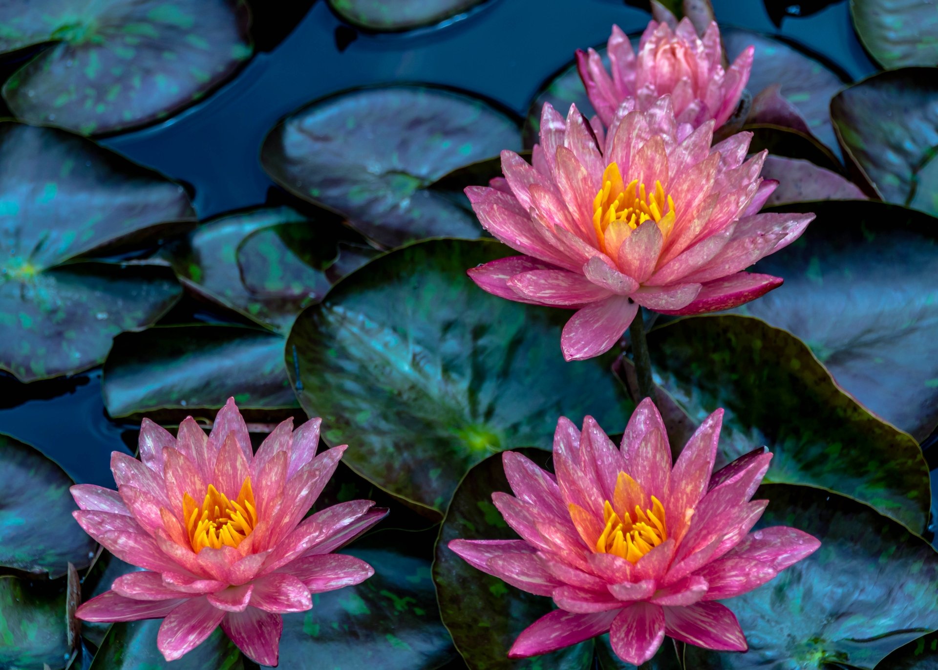 Nenúfar 5k Retina Ultra Fondo de pantalla HD | Fondo de Escritorio