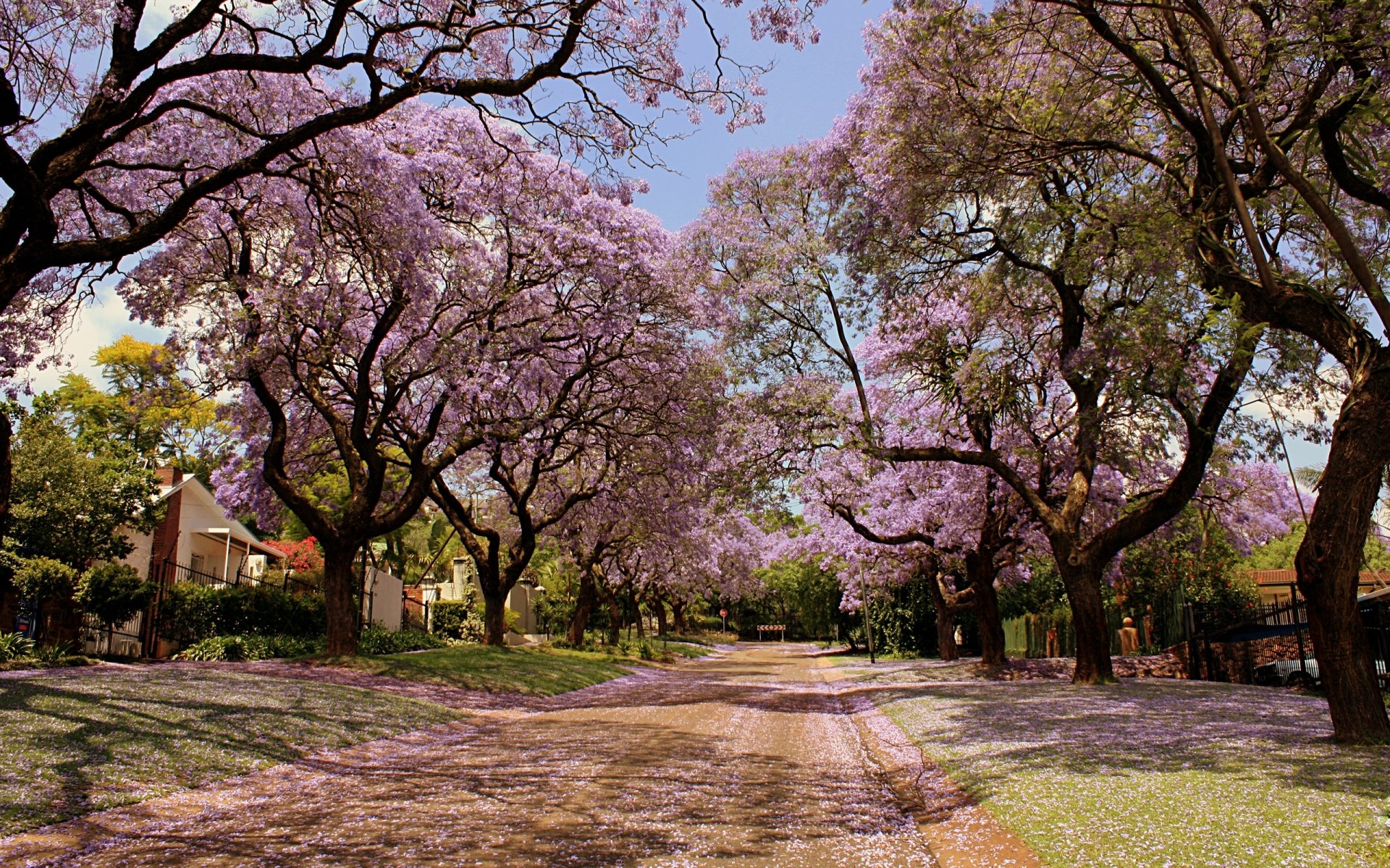 Sakura Trees Lining the Street HD Duvar kağıdı | Arka plan | 2560x1600 ...