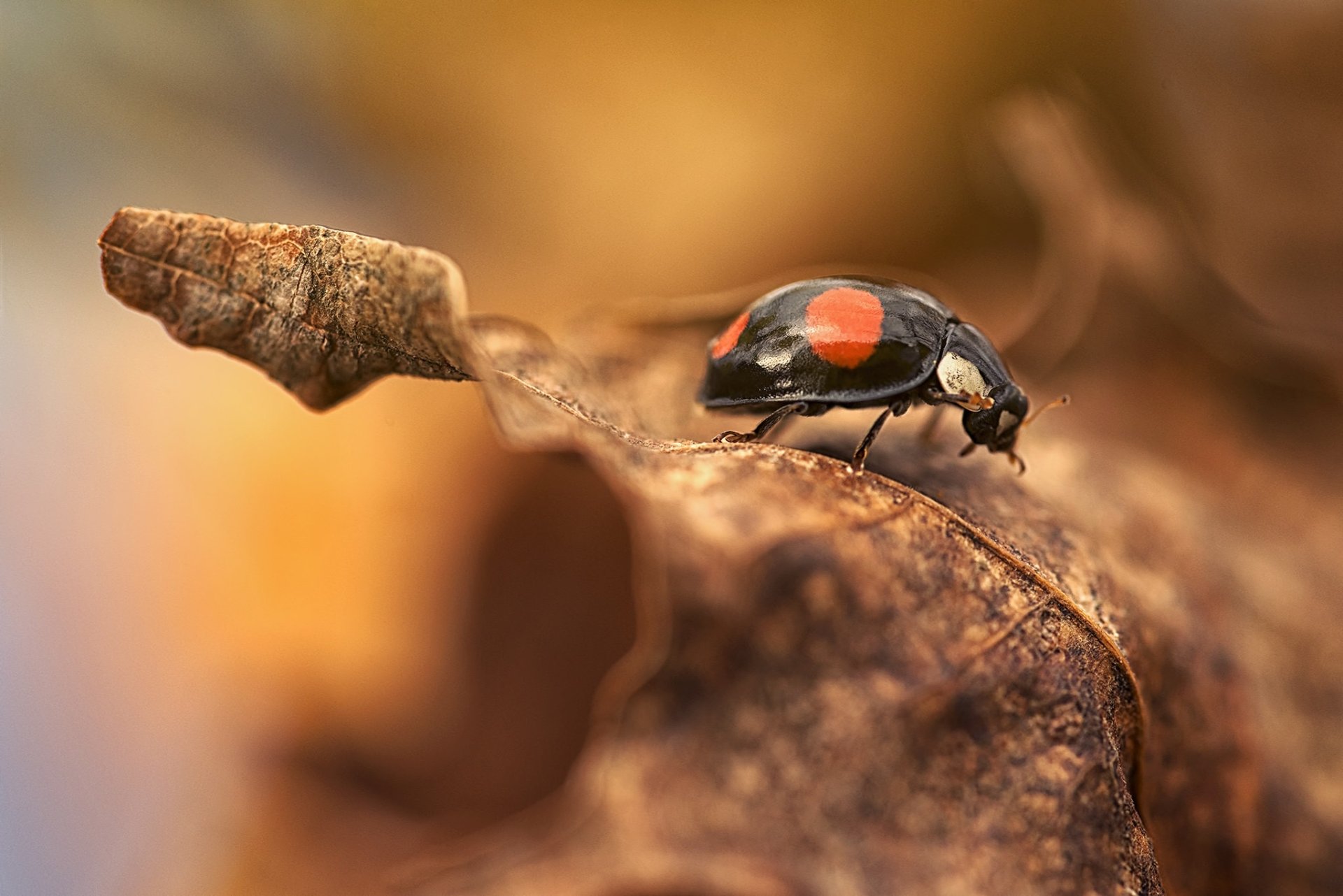 Download Leaf Macro Insect Animal Ladybug HD Wallpaper | 2048x1367 ...