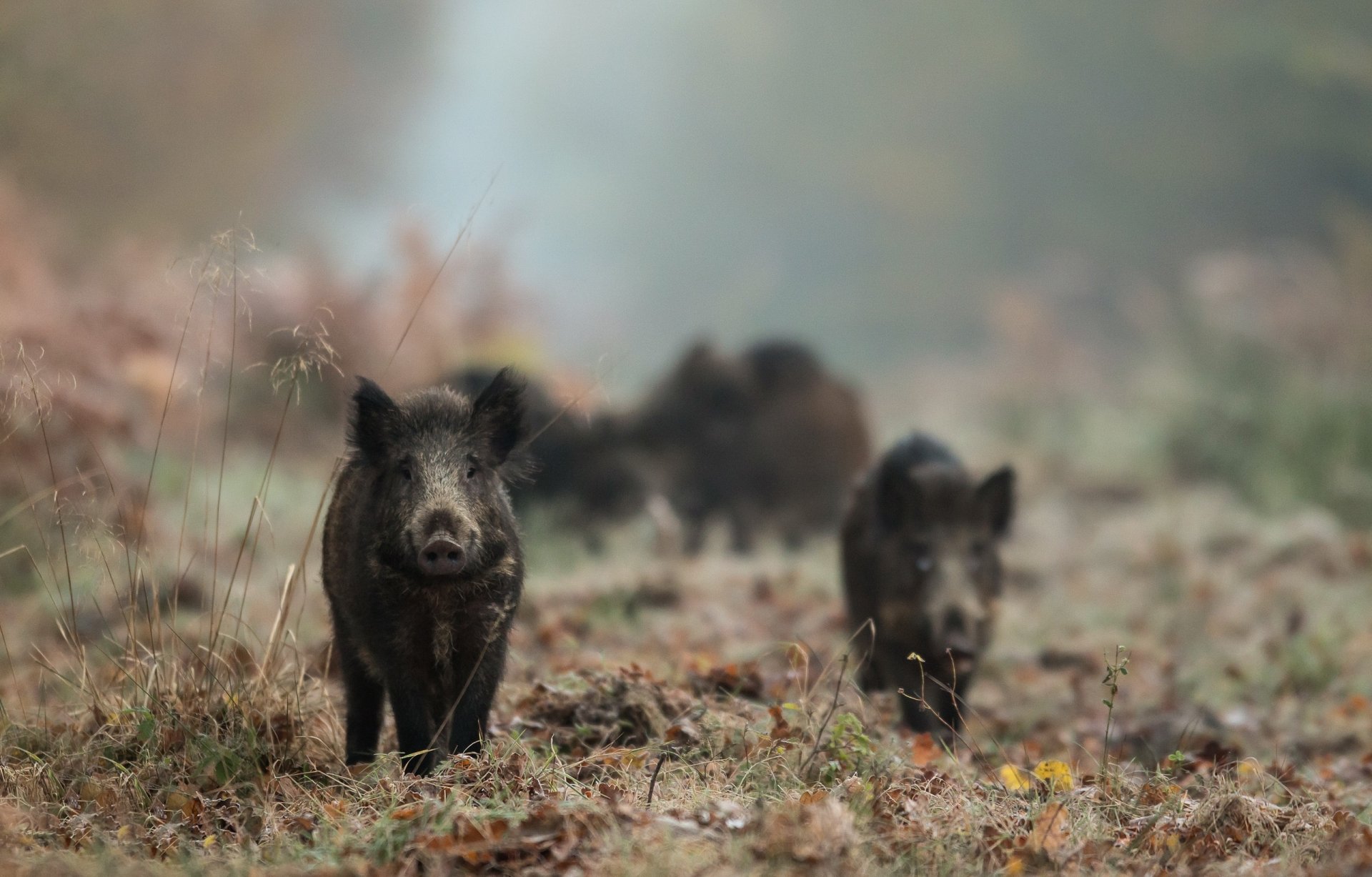 Download Depth Of Field Animal Boar HD Wallpaper