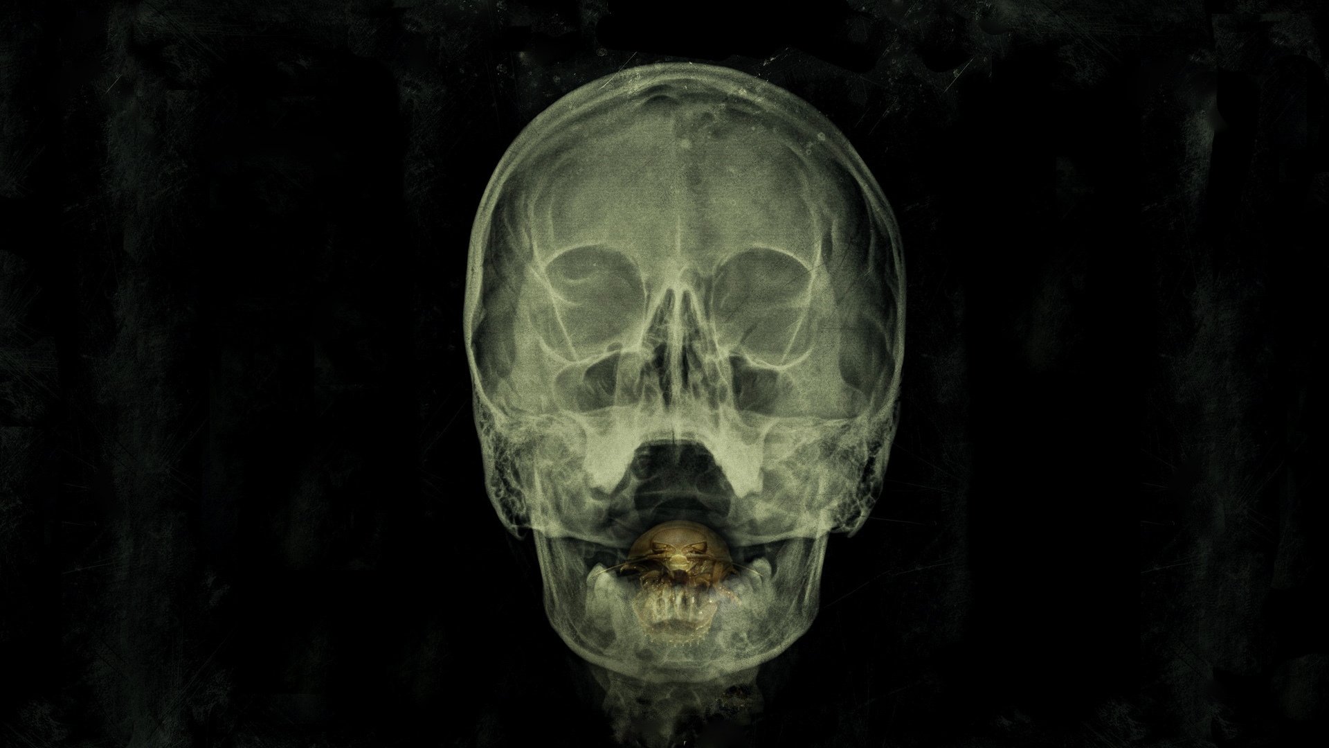 Download Skull Movie The Bay HD Wallpaper