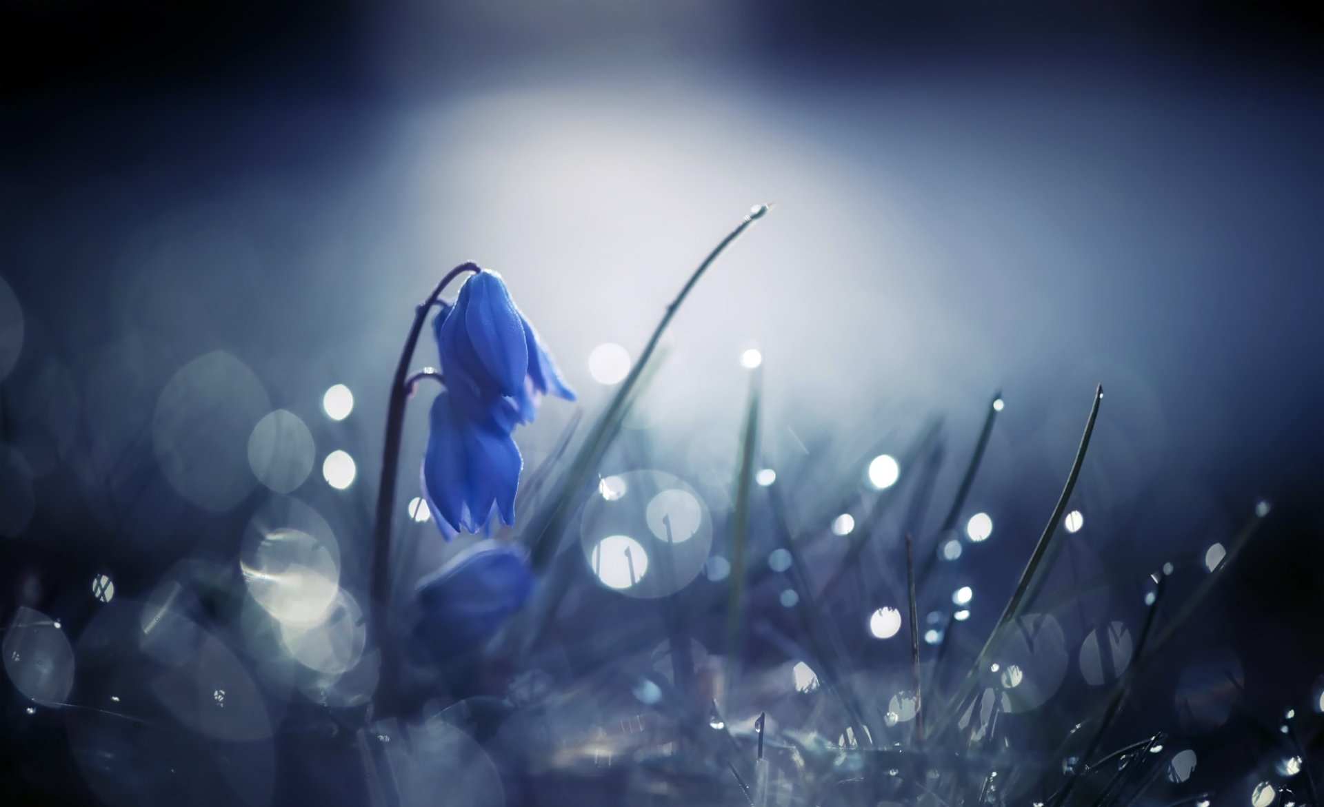 Macro shot of a solitary blue flower in dewy grass with soft bokeh highlights, a moody nature close-up — HD PC desktop wallpaper background.