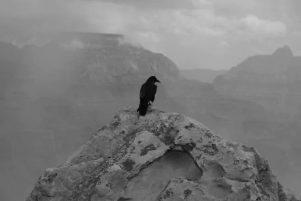 Black and white HD desktop wallpaper of a raven perched on a rock overlooking the fog-covered Grand Canyon.