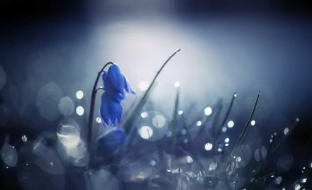 Macro shot of a solitary blue flower in dewy grass with soft bokeh highlights, a moody nature close-up — HD PC desktop wallpaper background.