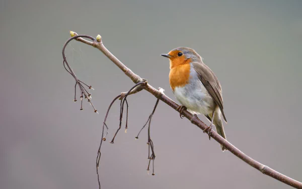 passerine bird Animal robin HD Desktop Wallpaper | Background Image