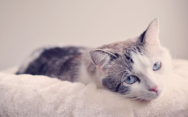 Animal Cat Cats Blue Eyes HD Wallpaper | Background Image