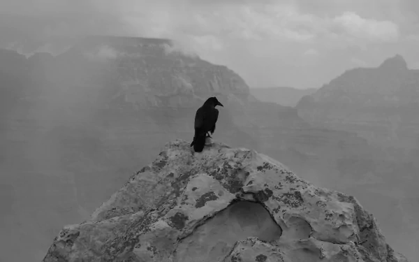 Black and white HD desktop wallpaper of a raven perched on a rock overlooking the fog-covered Grand Canyon.