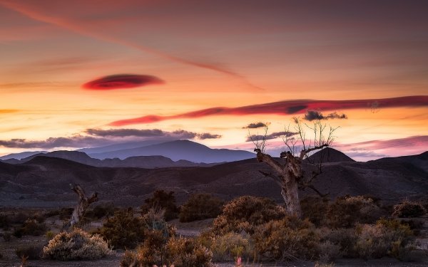 Earth Desert Nature Tree Landscape Sunset HD Wallpaper | Background Image