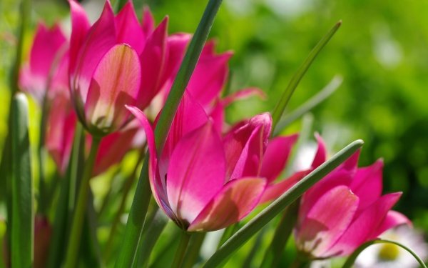 Earth Tulip Flowers Nature Flower Close-Up Pink Flower HD Wallpaper | Background Image