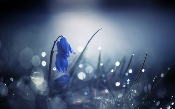 Nature Flower Flowers Macro Blue Flower Bokeh HD Wallpaper | Background Image