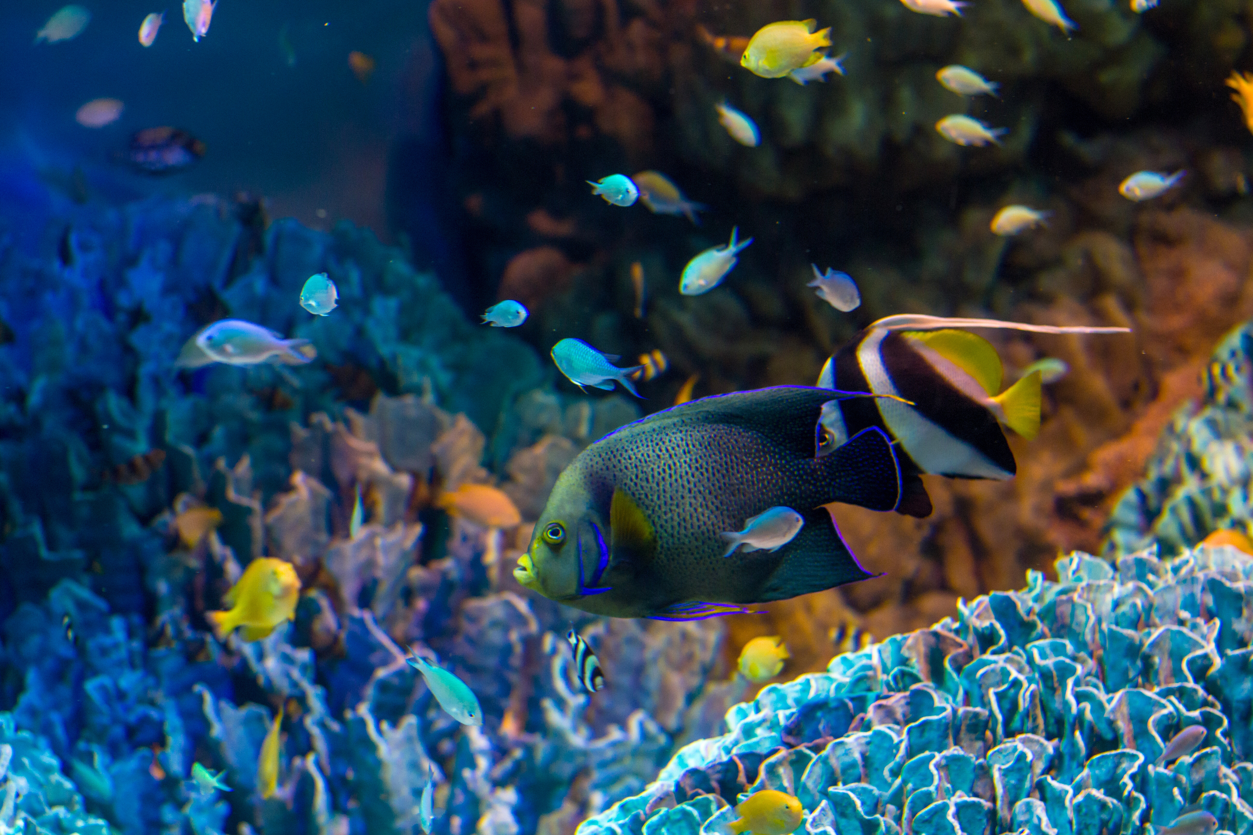 Fish HD Wallpapers and Backgrounds. 