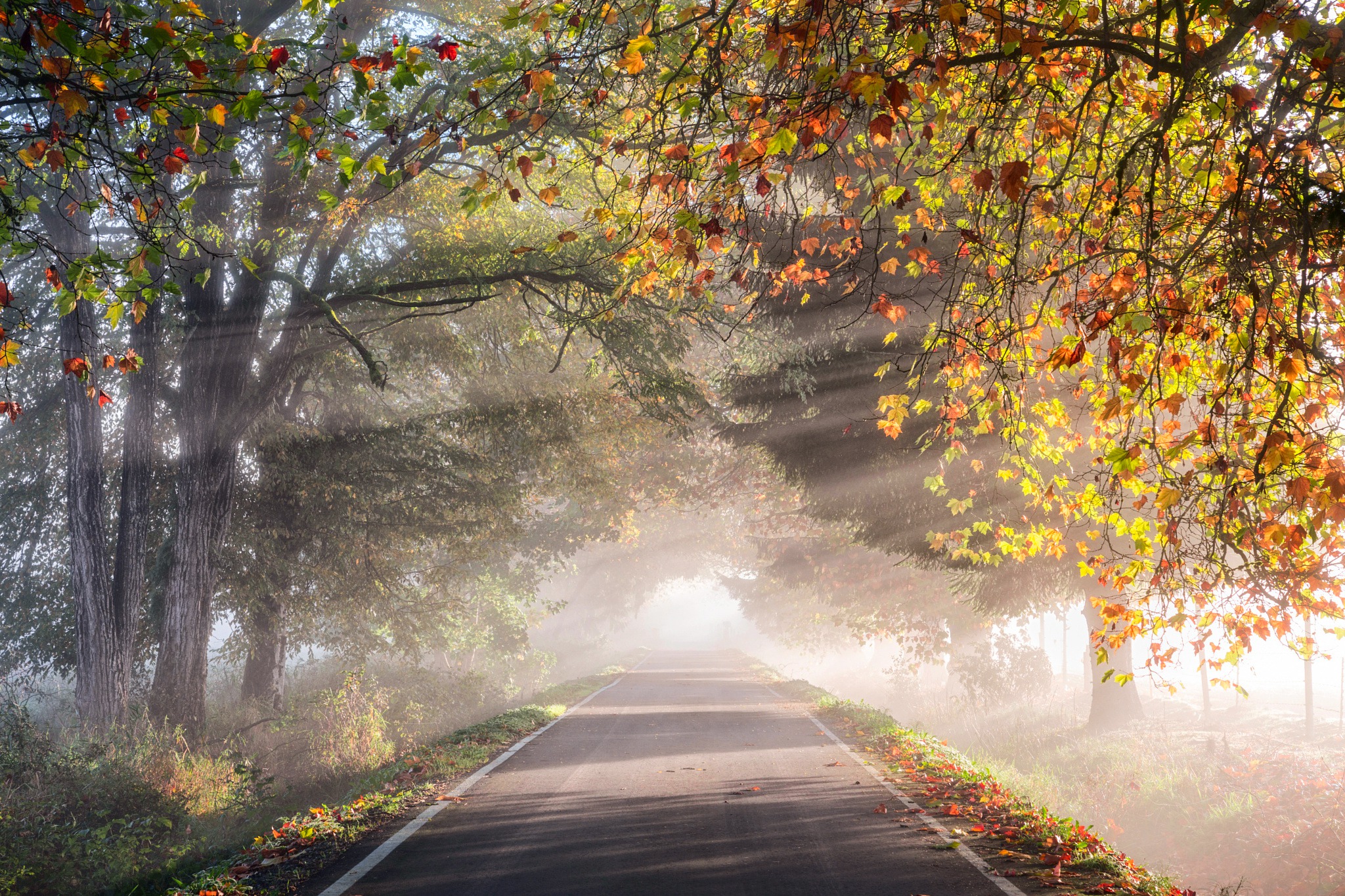 Download Tree Sunny Sunbeam Nature Man Made Road Hd Wallpaper