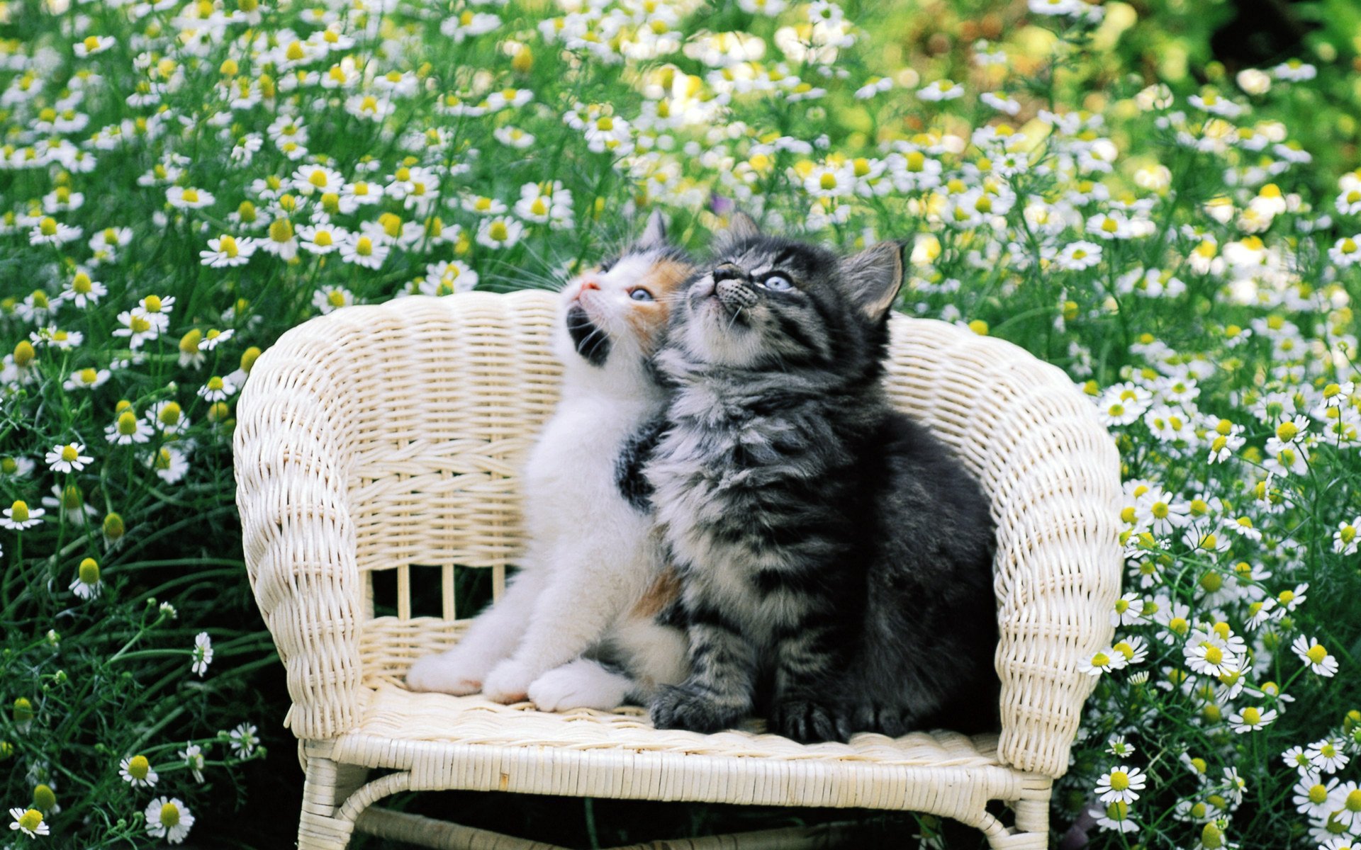 Two cute kittens sit on a wicker chair surrounded by white flowers, creating a charming HD desktop wallpaper and background.