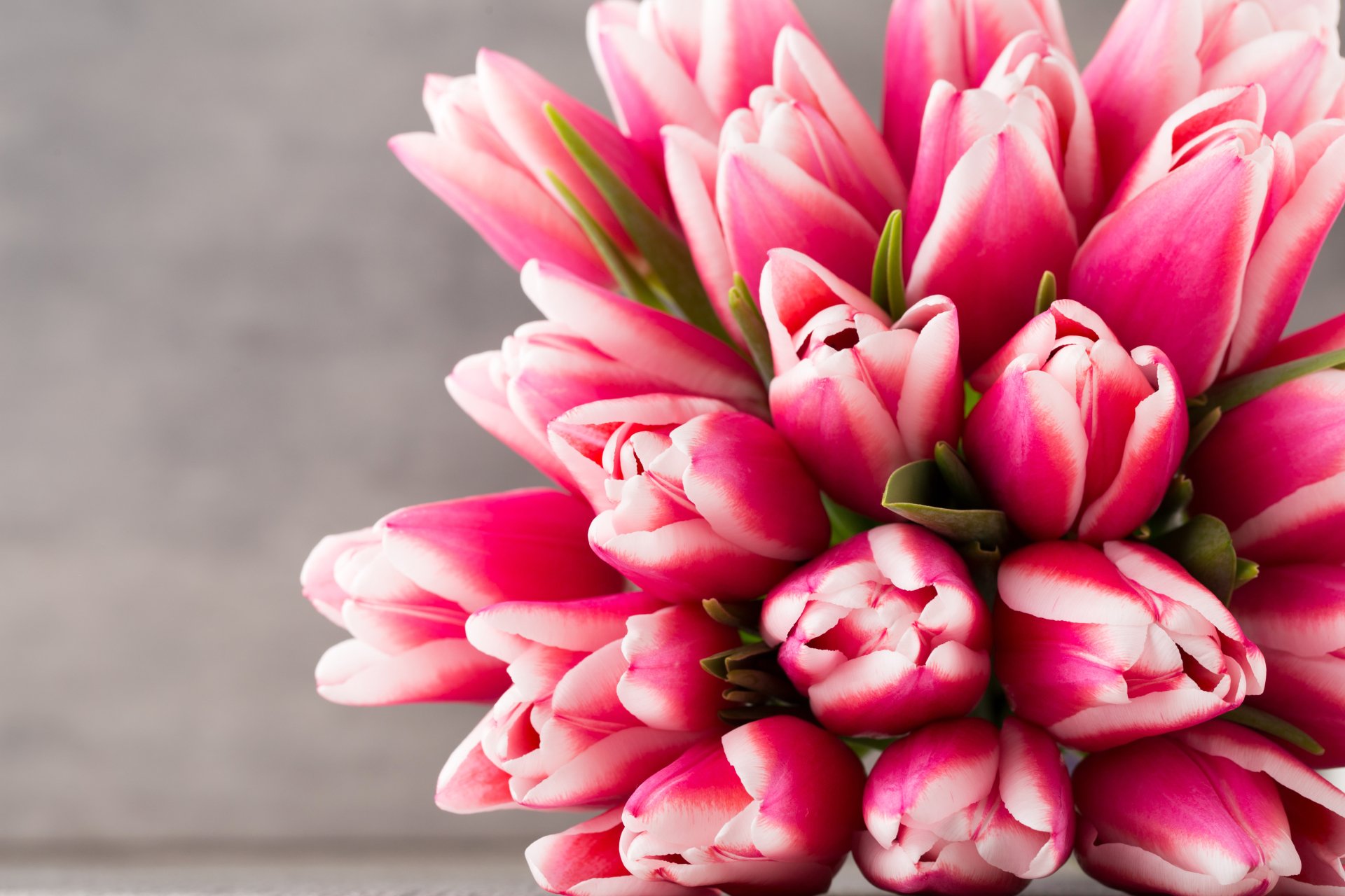 Download Pink Flower Flower Nature Tulip 4k Ultra HD Wallpaper ...