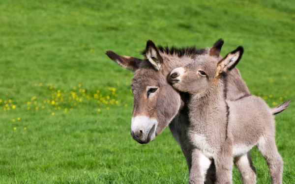 HD wallpaper featuring a cute baby donkey nuzzling its mother on a lush green field.