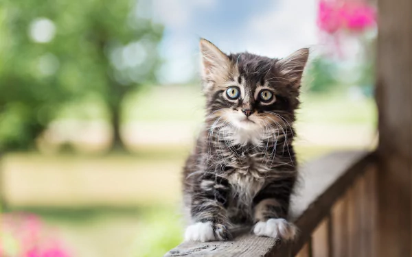 A cute baby kitten sits adorably on a porch against a blurred background of nature and flowers. This HD wallpaper captures the charming presence of the small cat.
