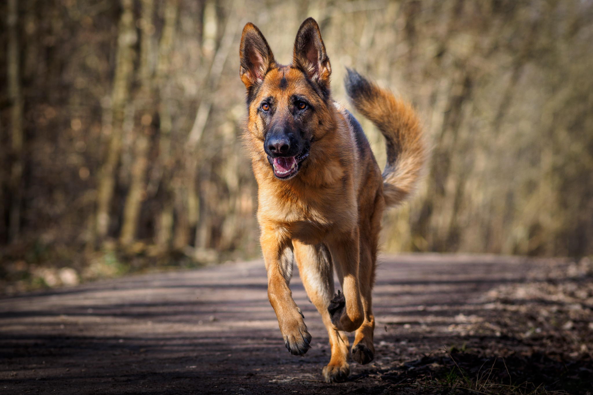 Animal German Shepherd HD Wallpaper