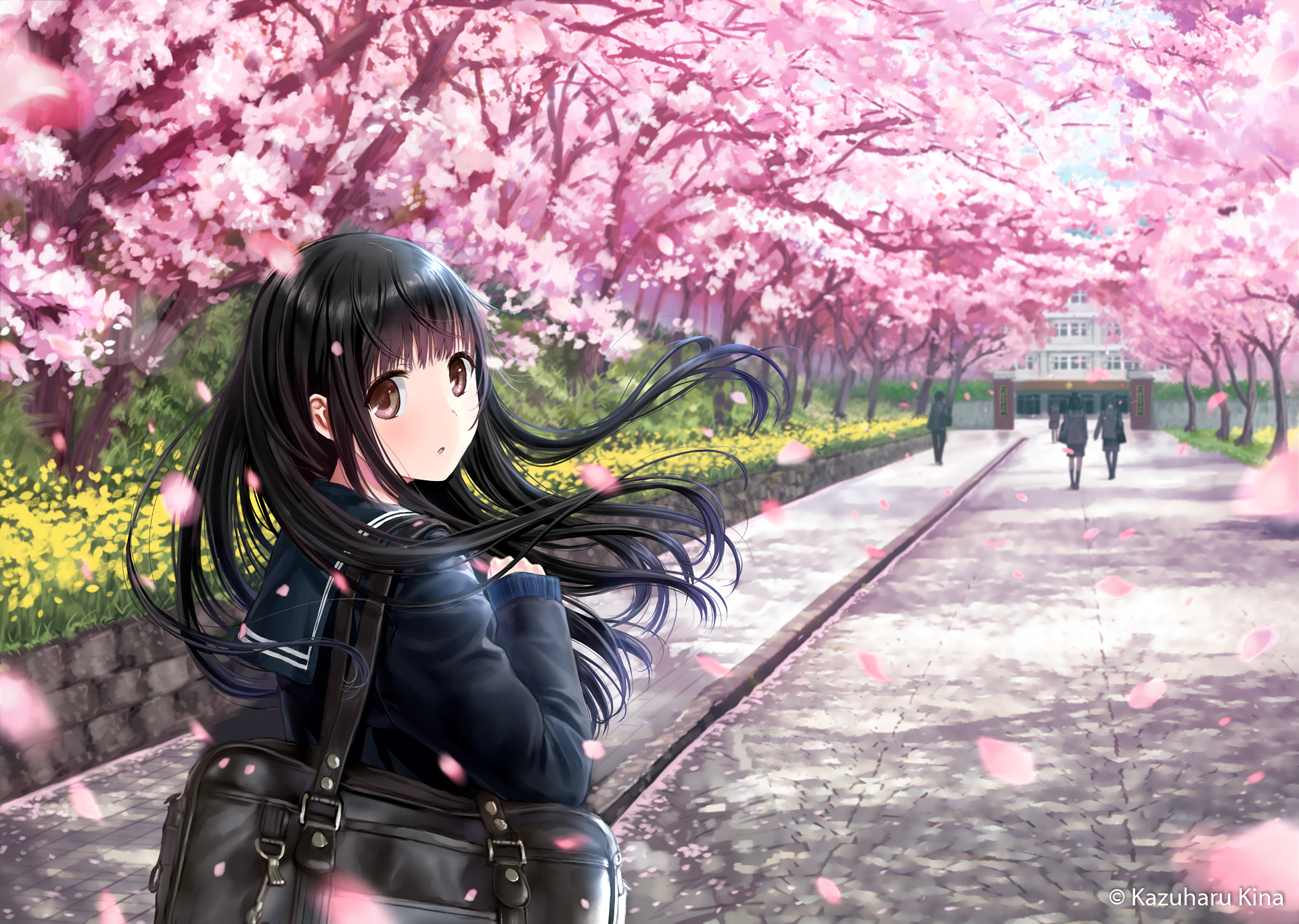 An original HD anime wallpaper featuring a girl with long black hair walking along a path lined with blooming cherry blossoms. Pink petals float through the air as she looks back.