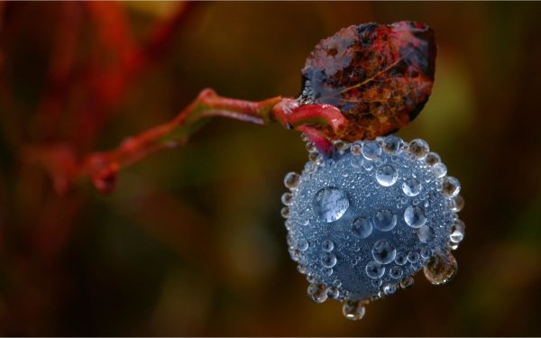 Food Blueberry Berry Fruit Water Drop Macro HD Wallpaper | Background Image