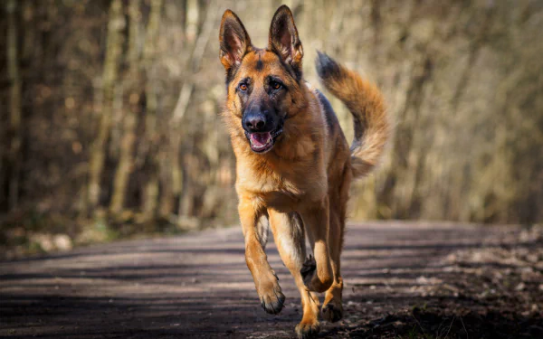 HD desktop wallpaper of a German Shepherd dog running energetically on a forest path, showcasing the beauty of this animal in motion.