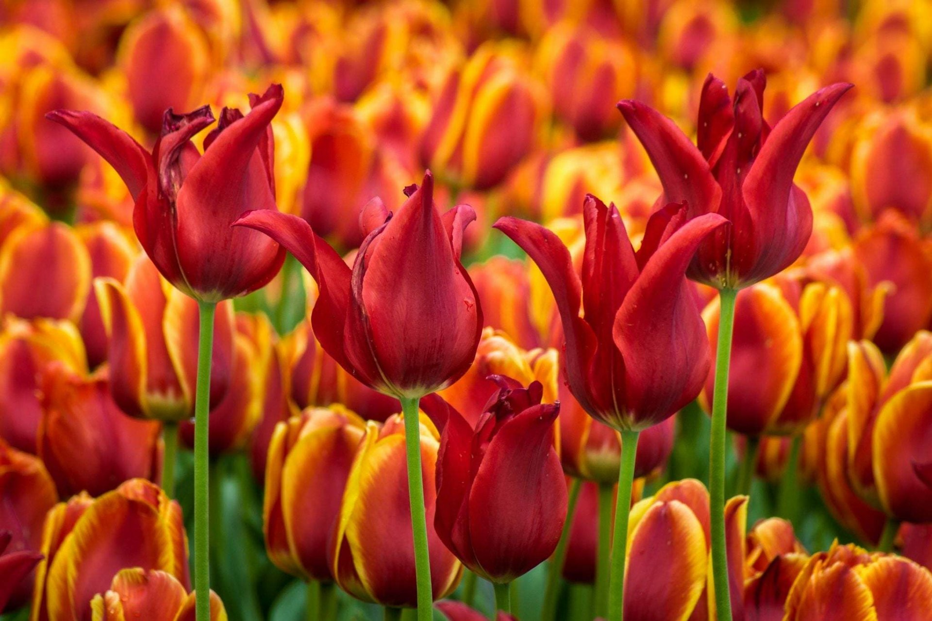 Download Red Flower Field Nature Tulip HD Wallpaper