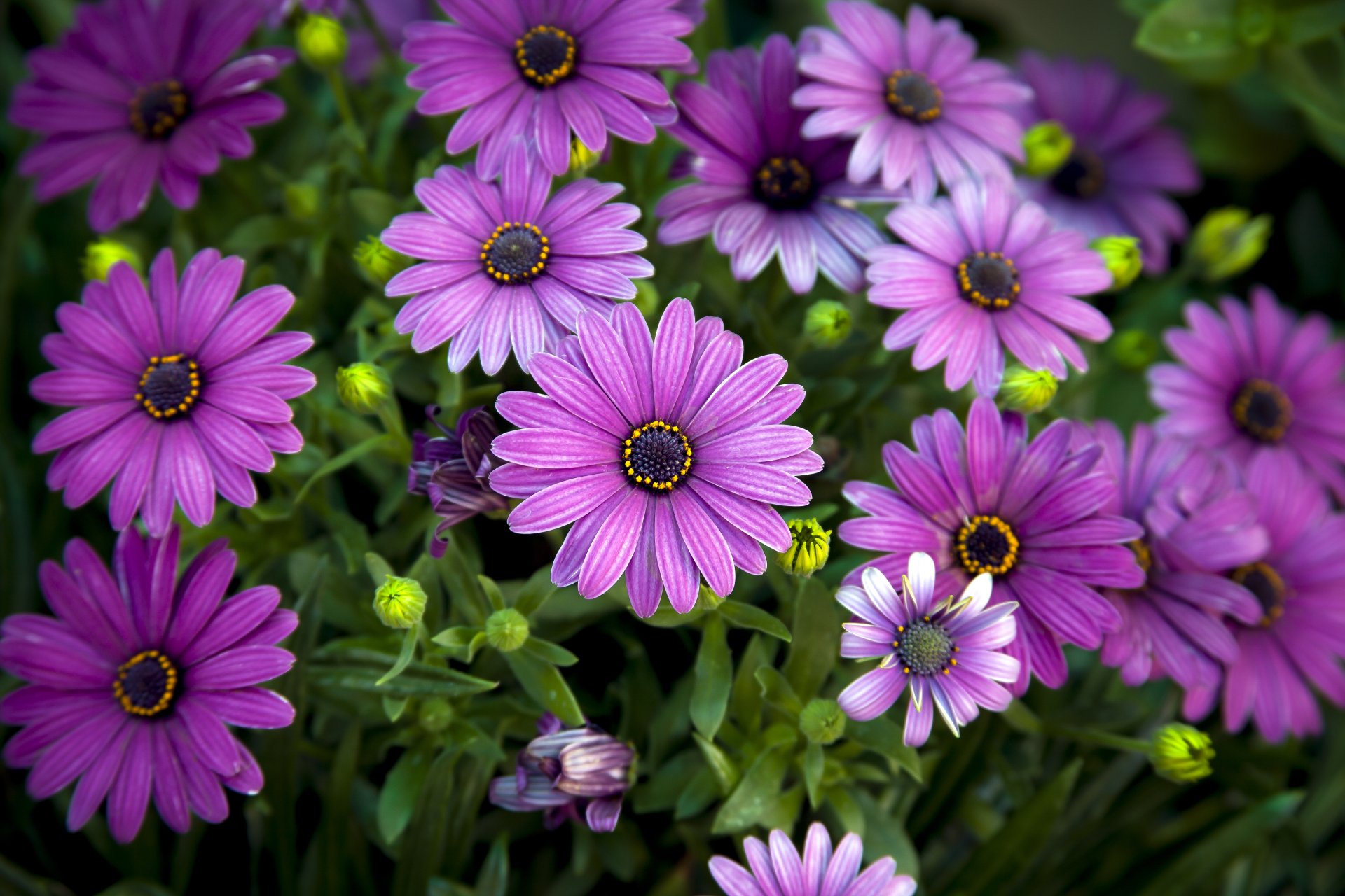 Download Flower Purple Flower Daisy Nature 4k Ultra HD Wallpaper ...
